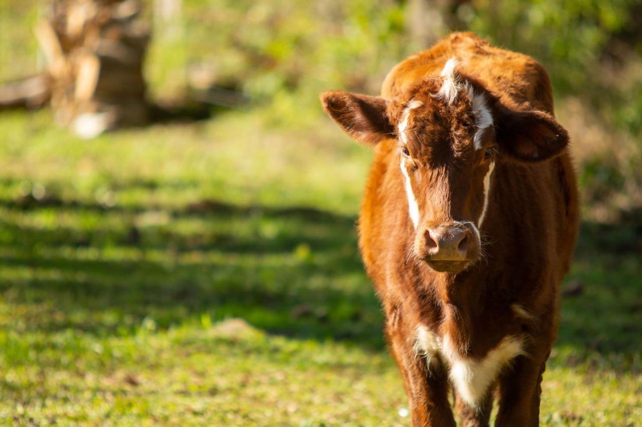 Recanto Da Serra Gaucha Nova Petropolis Gramado Ngoại thất bức ảnh